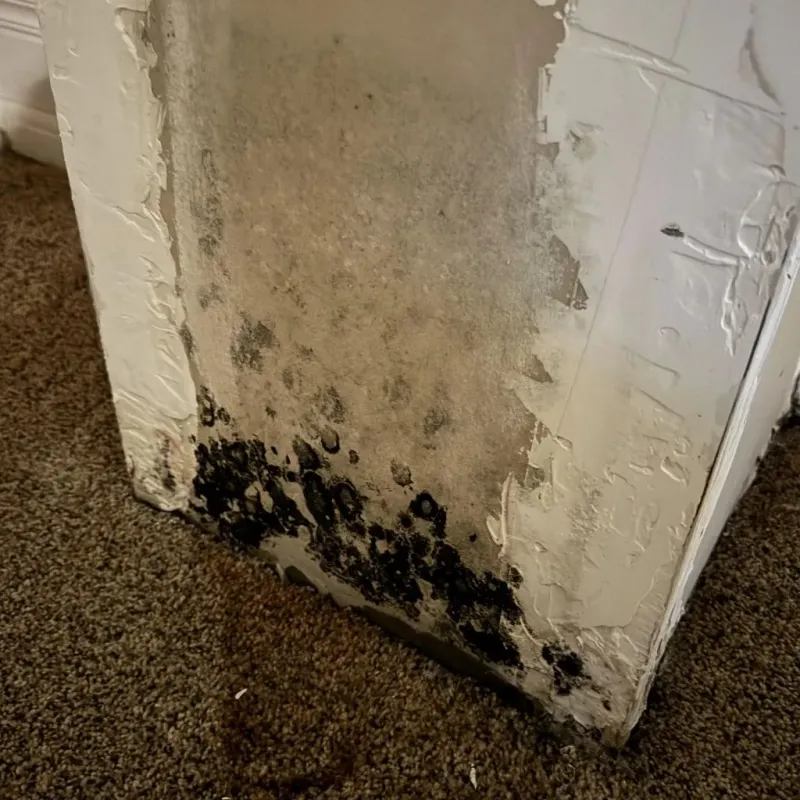 Professional Mold Removal in Hayes County, NE